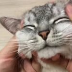 히
