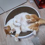 <b>나</b>의 동거묘 도칠이 사진만 구경하러오세요.~