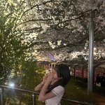 벚꽃 <b>다시</b> 볼래ㅜ