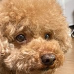 [반려동물 커뮤니티 홍보] 여러분들 반려 동물이 너무 궁금합니다...