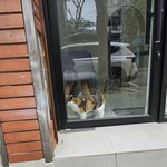 셀프로 <b>터치</b>당하는 냥이