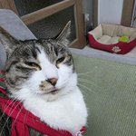 [댓글부탁해] 우리집 <b>고앵이</b> 개못생김 ㅋㅋ