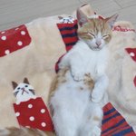 스테이씨 <b>윤</b>세은의 고양이
