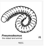 [군대] 엄마와 오빠 몸에 들어간 수천년 묵은 노래기와 그리마 때문에...