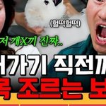 [ㅈㄱㄴ] 이번 개늑시 본사람있음?