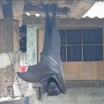 나만 박쥐 무서워하냐