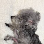 MRI· 뇌척수액 <b>검사</b> 전문 동물병원에서 <b>검사</b> 후 걷지 못하게 된...