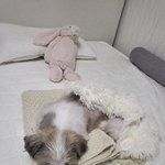 강아지<b>이불</b>도삿어