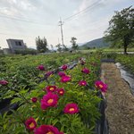<b>장수목단</b>과 겹작약이야기