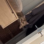 울집고양이 맨날 나 <b>감시</b>함
