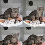 보호소에 있는 냥이