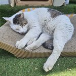 ㅎㅎ<b>꼬양이</b>잔다