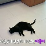 박수홍네 <b>반려</b>묘 다홍이 근황.jpg