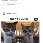 신기하게 한짝씩 나눠 신은 냥이들