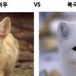 우리는북극여우사막여우커플야