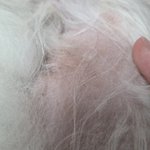 <b>포메라니안</b> 키우는데 강아지도 탈모 있어?