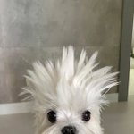 푸히히히히