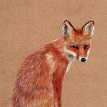 [어케생각해] 취미로 그린 여우 그림(색연필)