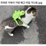 귀여운 거북이 <b>가방</b> 메고 어딜 가냐옹?