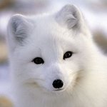 <b>나</b> 찾았오?