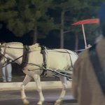 양양 <b>낙산해수욕장</b> 말마차? 힘들어보이는 말들.. 어떻게 안될까요