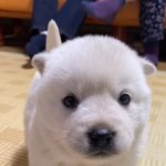 [드루와] 폰<b>배경</b><b>화면</b> 추천