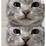 이렇게 생긴 사람 만나고 싶음 <b>앙칼</b>져보임ㅋ