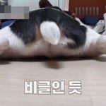강형욱을 만나고 삶이 180도 달라졌다는 견주