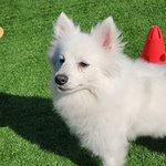 [방탈죄송] 회사 사장님이 강아지를 산책시켜달라고 합니다