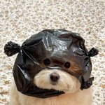 이 <b>강아지</b>