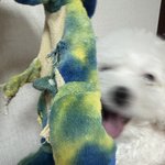 [어케생각해] <b>인형</b> 찾아주세요ㅠㅋㅋㅋ