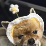 노령견 가족 <b>자랑</b>해여