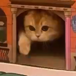 [<b>레이</b>] 사담)cospre달is around the corner