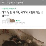 [댓글부탁해] 아기 낳았는데 고양이가 더 <b>소중</b>하다는사람