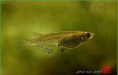 에프티 송승현 성형전