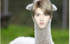 우리희수형 동물