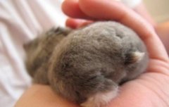 햄스터 좋아하니