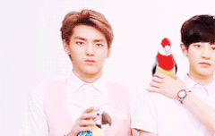 앵무새에 홀린 판이...