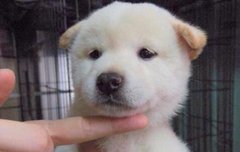 찬뭉이 졸귀ㅠㅠㅠ