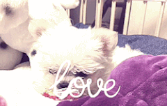 타오 메이파이 아기강아지 개귀여워 ㅠㅠ