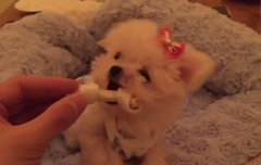 타오 메이파이에 리본핀 ㅋㅋㅋ