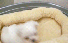 황쯔캔디가 무럭무럭 자랐어요~~~^^