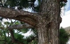 소나무가 소나무랑 찍은사진 ㅋㅋㅋㅋㅋㅋ 