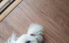 아이유 강아지 겁귀 ㅋㅋㅋㅋㅋㅋ