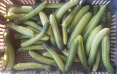 ㅎㄹ아빠친구가 오이 가져다줌