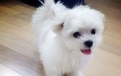 칸디가 미쓰에이 페이 강아지였어?