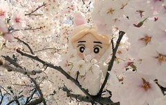 면토끼 너무갖고싶다ㅠㅠㅠ+양도좀..