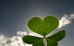 세잎클로버 꽃말이