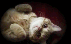 루한이네 냥이둘 노랑이와 쭈 