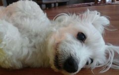 짱구오빠 견종이 뭐더라